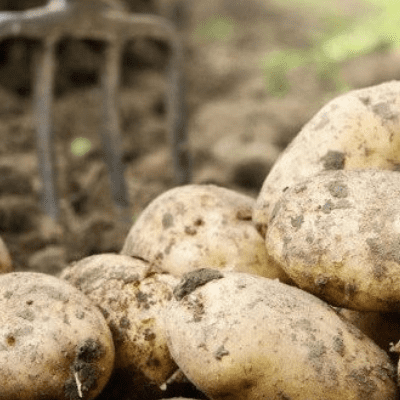 25kg Sack Of Potatoes Special Offer